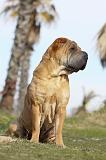 SHAR-PEI 668